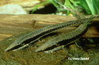 Aposturisoma myriodon