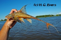 Brochiloricaria chauliodon