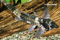 Brochiloricaria Brochiloricaria