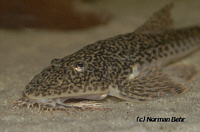 Crossoloricaria Crossoloricaria
