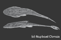 Cteniloricaria Cteniloricaria