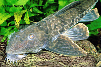 Dasyloricaria Dasyloricaria