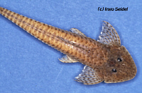 Dentectus Dentectus