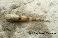 Fonchiiloricaria Fonchiiloricaria