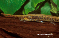 Farlowella Farlowella