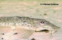 Furcodontichthys Furcodontichthys
