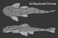 Harttiella Harttiella