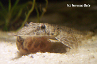 Hemiodontichthys Hemiodontichthys