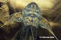 Lamontichthys Lamontichthys
