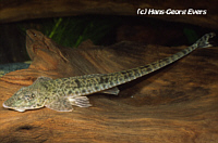 Limatulichthys Limatulichthys