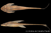 Lamontichthys maraceibero