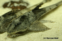 Loricaria Loricaria