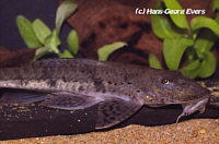 Loricariichthys Loricariichthys
