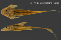 Lamontichthys parakana
