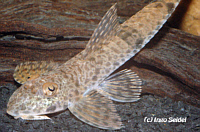 Metaloricaria Metaloricaria