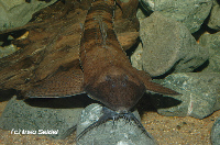 Paraloricaria Paraloricaria