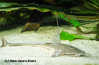 Planiloricaria Planiloricaria