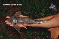 Proloricaria Proloricaria