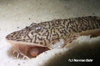 Pseudohemiodon Pseudohemiodon