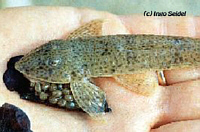 Pseudoloricaria Pseudoloricaria