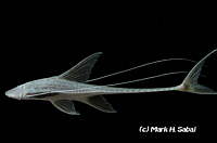 Pterosturisoma Pterosturisoma