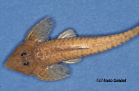 Pyxiloricaria Pyxiloricaria