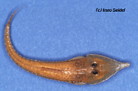 Reganella Reganella