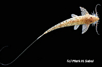 Rhadinoloricaria Rhadinoloricaria