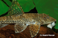 Rineloricaria Rineloricaria