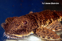 Spatuloricaria Spatuloricaria