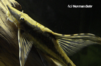 Sturisoma Sturisoma
