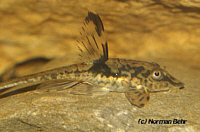 Sturisomatichthys Sturisomatichthys