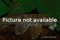 Rineloricaria sanga