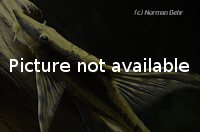 Sturisoma rostratum