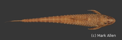 Hemiloricaria parva, Lectotype BMNH 1895.5.17.91